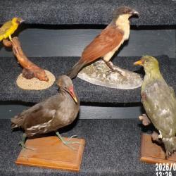 taxidermie ancienne lot de 4 oiseaux
