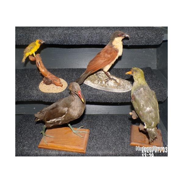 taxidermie ancienne lot de 4 oiseaux
