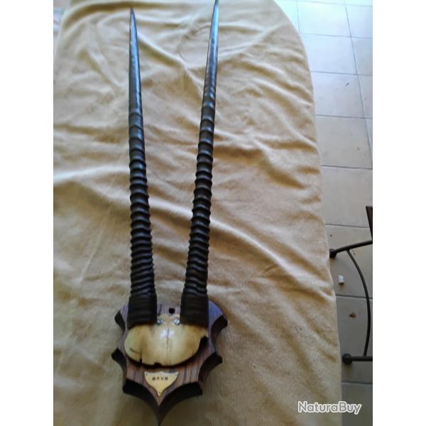 Belles cornes d'oryx sur �cusson