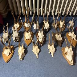 18 cr&acirc;nes de chevreuils, bois de chevreuils