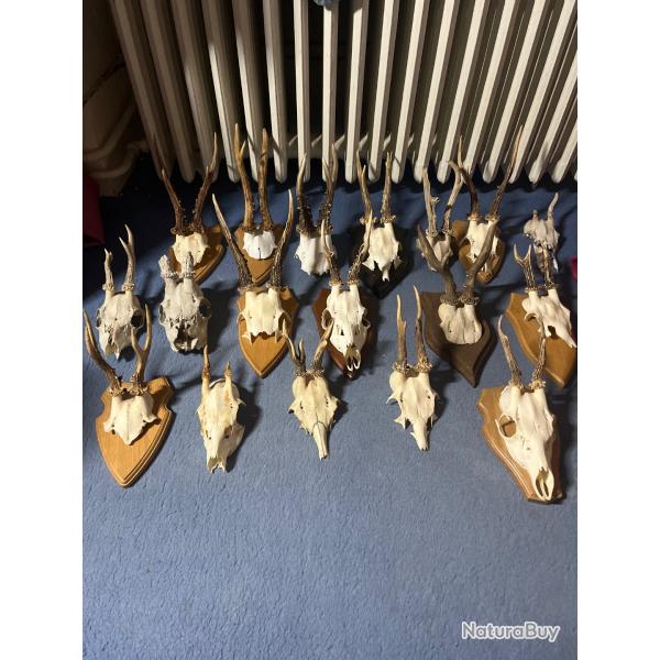 18 cr�nes de chevreuils, bois de chevreuils