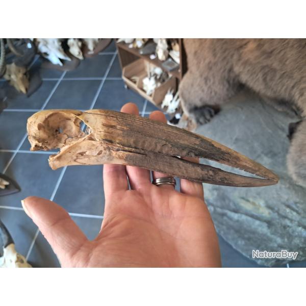 Cr�ne de cigogne � bec ouvert africaine ; Anastomus lamelligerus #1