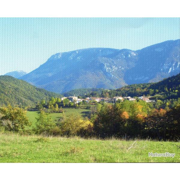 Cerf, chasse approche Pyr�n�es