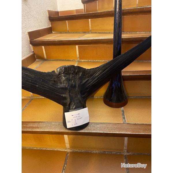 Queue et rostre marlin noir naturalis�