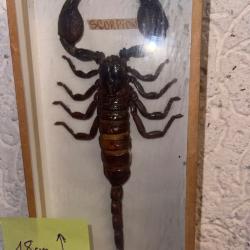 Grand scorpion naturalis&eacute;