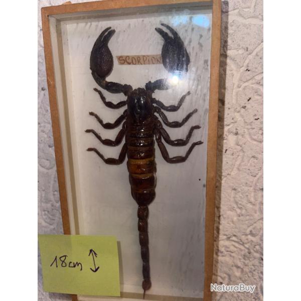 Grand scorpion naturalis�
