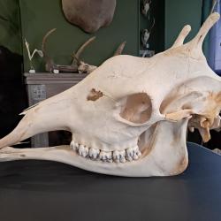 Cr&acirc;ne de Girafe avec CITES d'importation #0126
