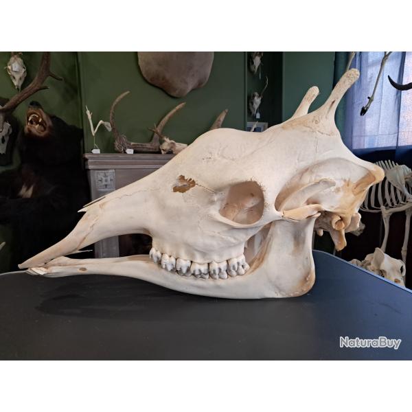 Cr�ne de Girafe avec CITES d'importation #0126