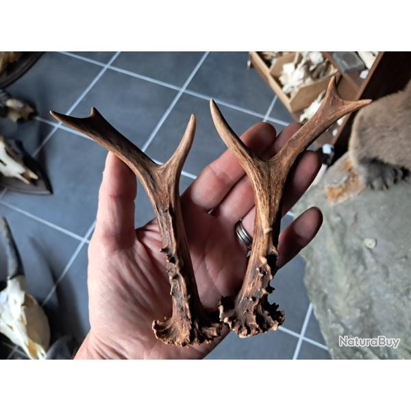 Paire de bois de chevreuil #L112R(9)