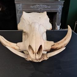 Cr&acirc;ne de phacoch&egrave;re ; Phacochoerus africanus #0126