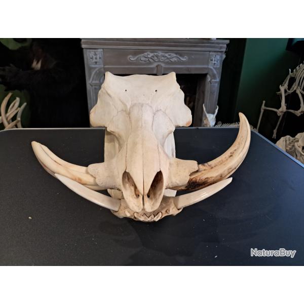 Cr�ne de phacoch�re ; Phacochoerus africanus #0126