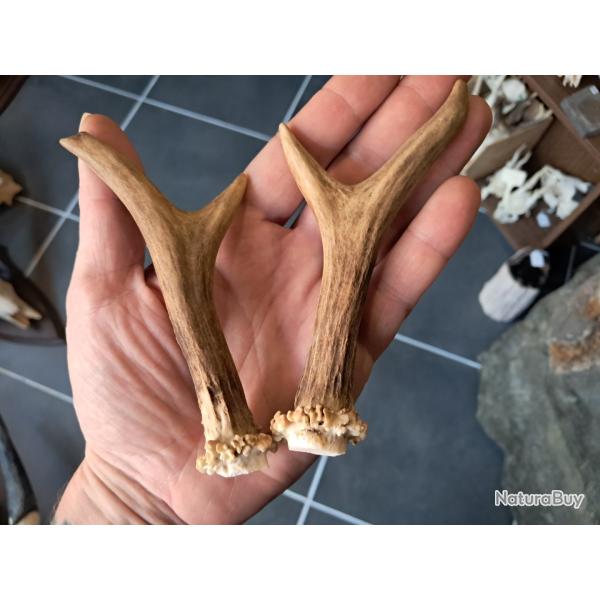 Paire de bois de chevreuil #L112R(12)