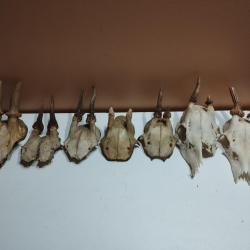 LOT 7 TROPHEES DE JEUNES CHEVREUILS BROCARDS TAXIDERMIE CHASSE