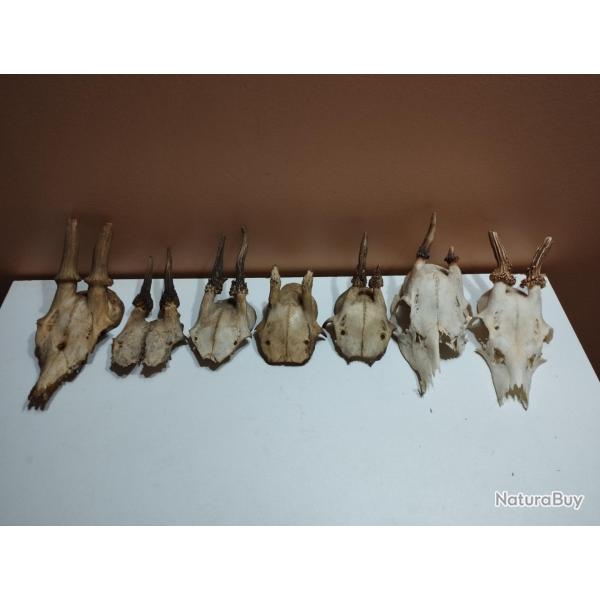 LOT 7 TROPHEES DE JEUNES CHEVREUILS BROCARDS TAXIDERMIE CHASSE