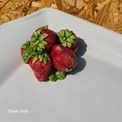 Plat &agrave; cake pour dessert ou sal&eacute;, avec des fraises de saisons