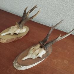 2 TROPHEES MASSACRES CHEVREUILS BROCARDS 19CM SUR ECUSSONS BOIS
