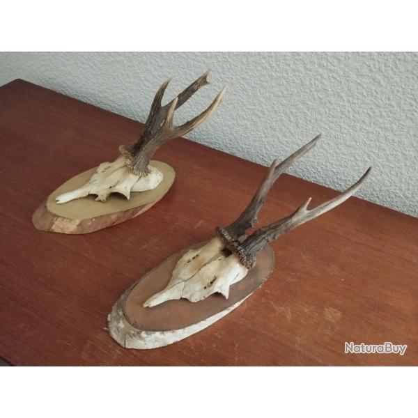 2 TROPHEES MASSACRES CHEVREUILS BROCARDS 19CM SUR ECUSSONS BOIS