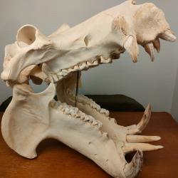 Cr&acirc;ne d'hippopotame - Hippopotamus Amphibius