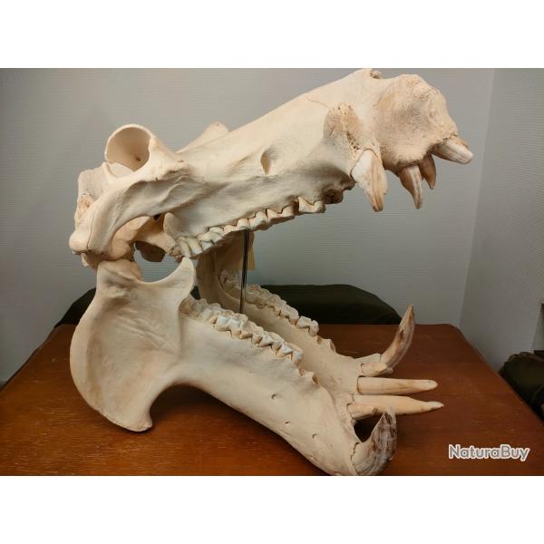 Cr�ne d'hippopotame - Hippopotamus Amphibius