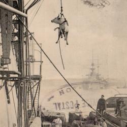 Carte Postale Ancienne - Embarquement des Boeufs sur Navire Militaire -N&deg;8571