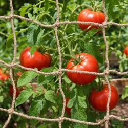 Filet de soutien en jute pour plantes Naturel 1 x 5 m