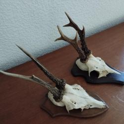 2 TROPHEES MASSACRES CHEVREUILS BROCARDS 17CM SUR ECUSSONS BOIS