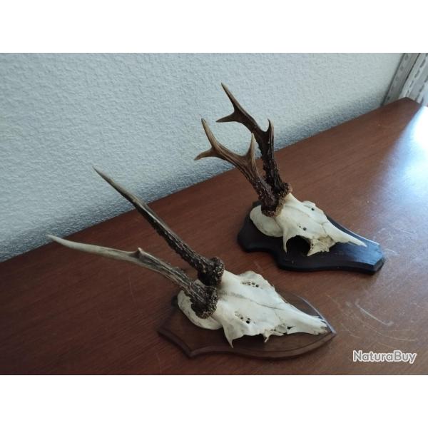 2 TROPHEES MASSACRES CHEVREUILS BROCARDS 17CM SUR ECUSSONS BOIS