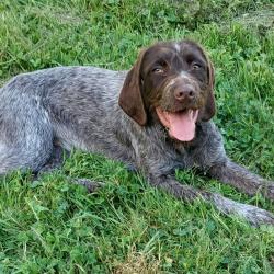 Chiots griffon korthals