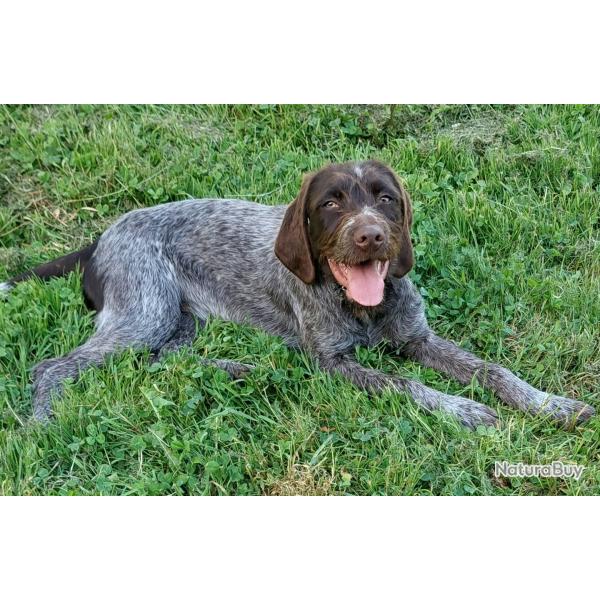 Chiots griffon korthals