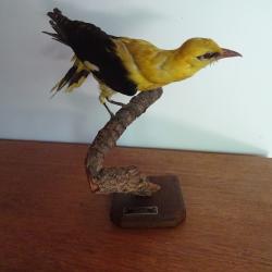 Taxidermie Loriot, oiseau