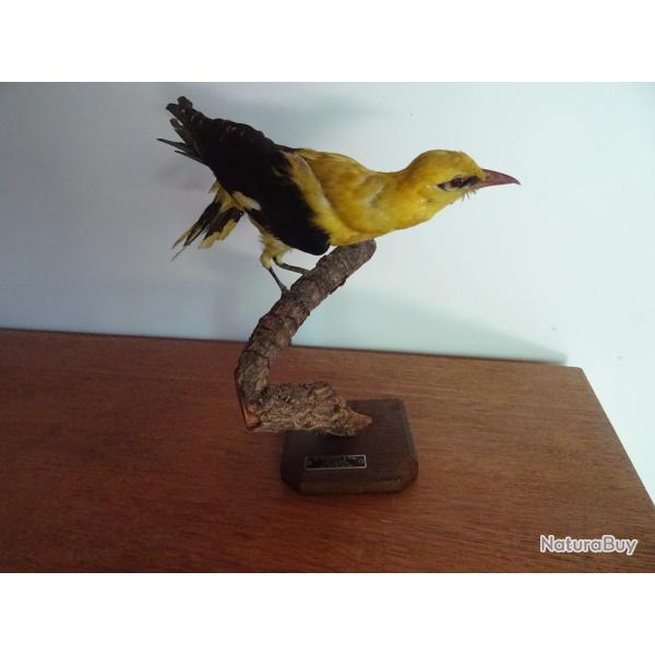 Taxidermie Loriot, oiseau