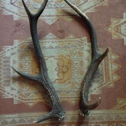 BELLE PAIRE BOIS DE CERF 57CM