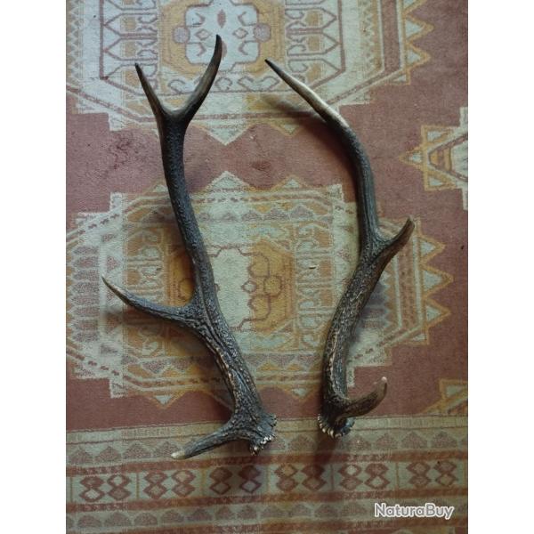 BELLE PAIRE BOIS DE CERF 57CM