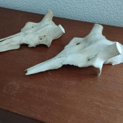 2 MASSACRE CRANE CERF NATUREL POUR POSE BOIS