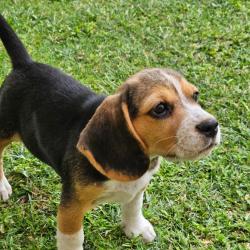 CHIOTS BEAGLE LOF