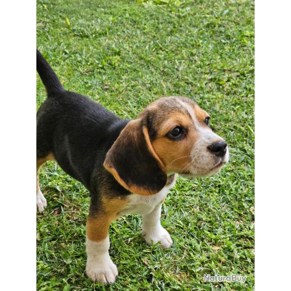 CHIOTS BEAGLE LOF