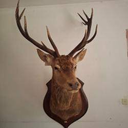 T&ecirc;te de cerf empaill&eacute;e 14 cors cat&eacute;gorie C3, pi&egrave;ce exceptionnelle.