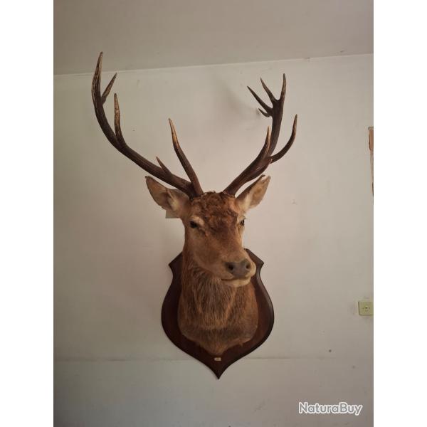 T�te de cerf empaill�e 14 cors cat�gorie C3, pi�ce exceptionnelle.