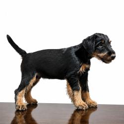 Chiots Jagdterrier LOF