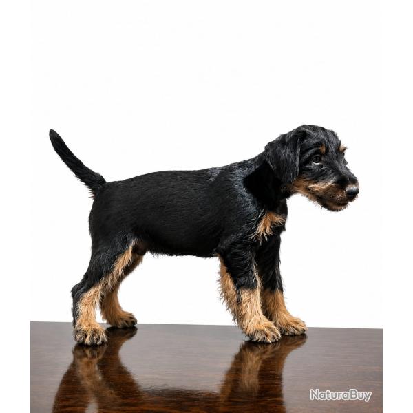 Chiots Jagdterrier LOF