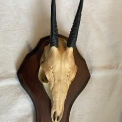 Petit Troph&eacute;e d'animal &agrave; d&eacute;terminer 23 cm .
