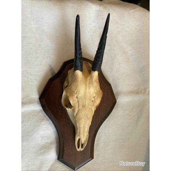 Petit Troph�e d'animal � d�terminer 23 cm .