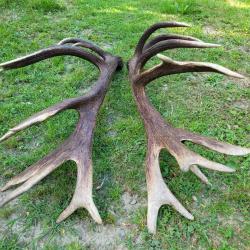 bois de cerf