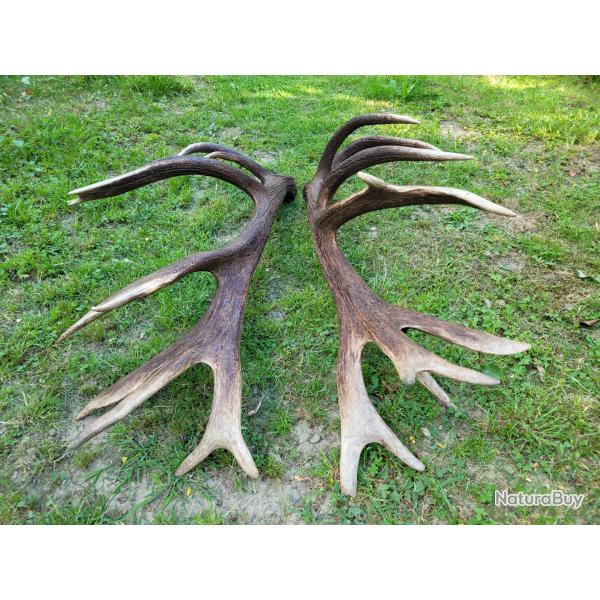 bois de cerf