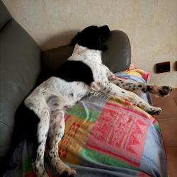Chienne deux ans Epagneul breton