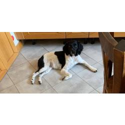 Chienne deux ans Epagneul breton lof