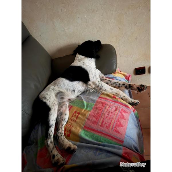 Chienne deux ans Epagneul breton