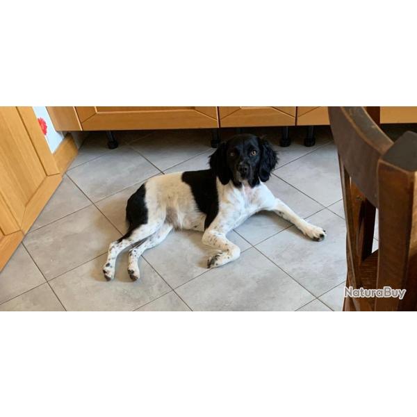 Chienne deux ans Epagneul breton lof