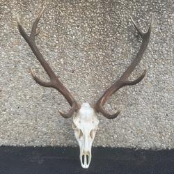 Troph&eacute;e de Cerf (10 cors)