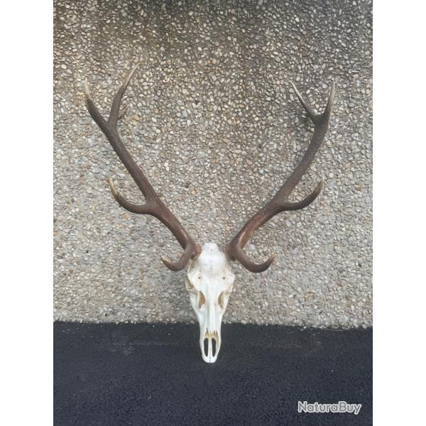 Troph�e de Cerf (10 cors)
